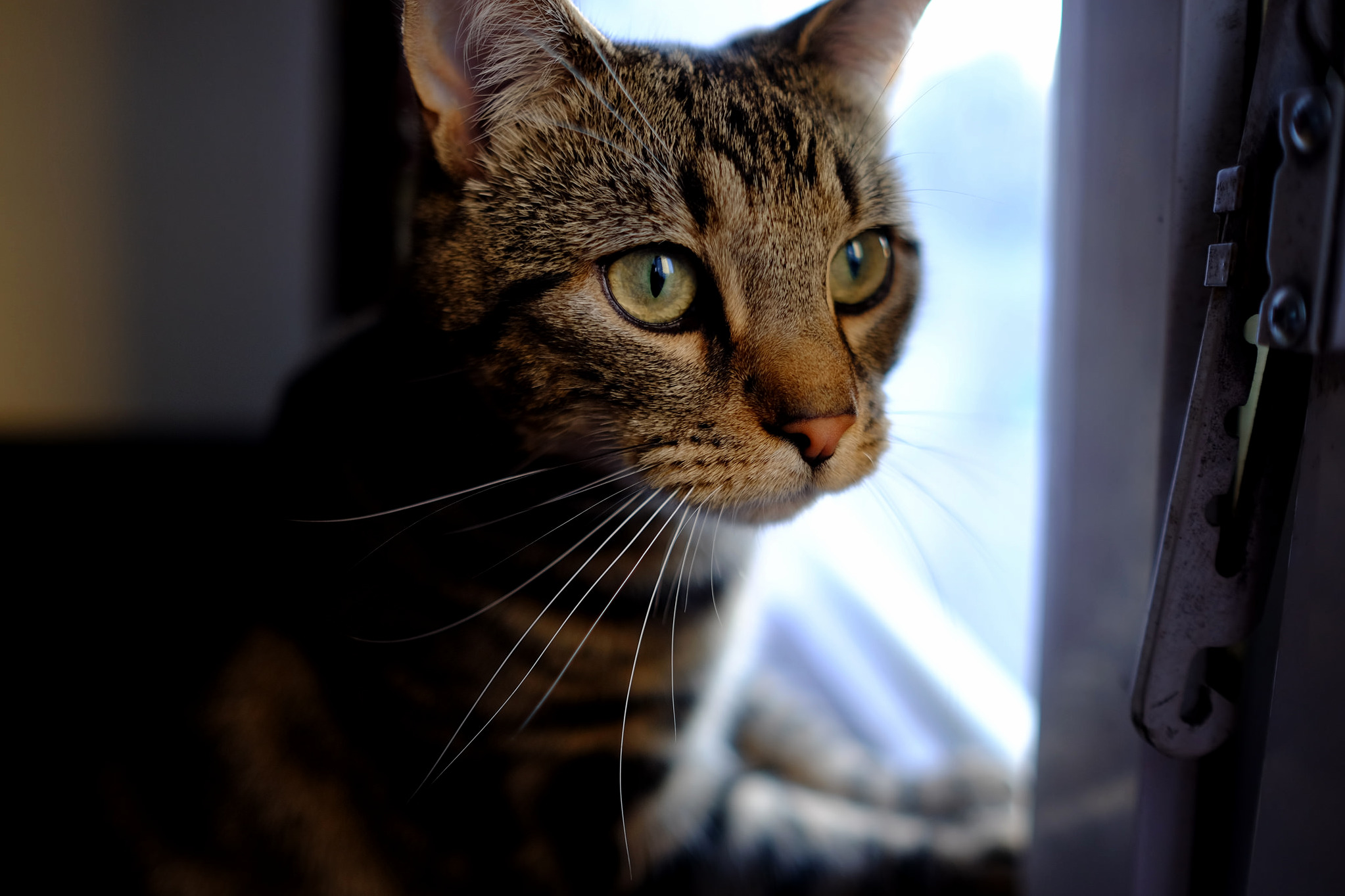 The Eyes