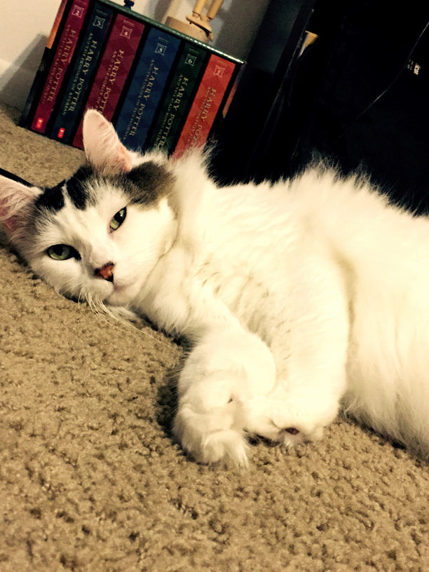 The Face I Meet with Every Push-up and the Paws That Get Entangled in My Hair with Each Crunch