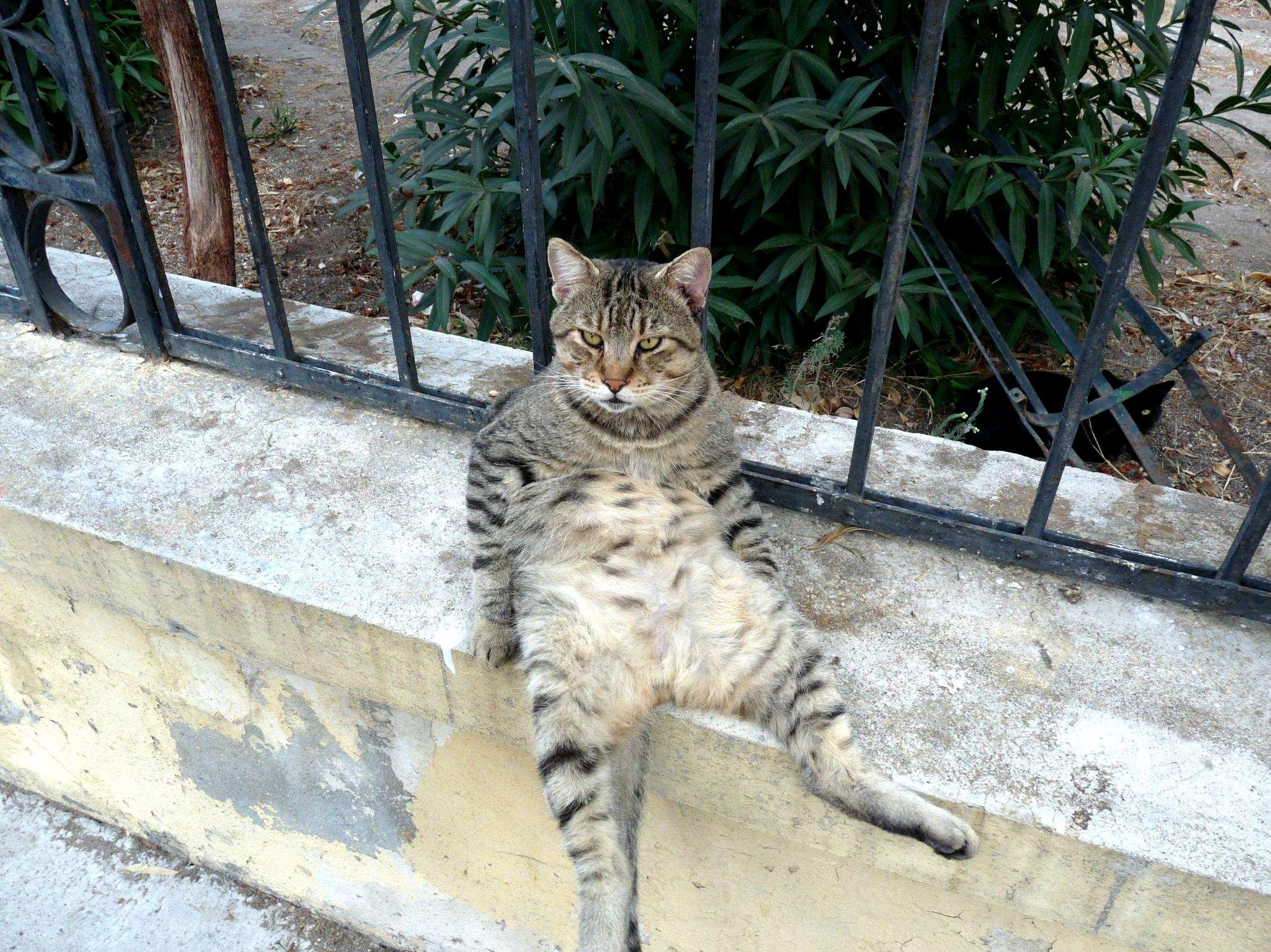 The Hell You Lookin at