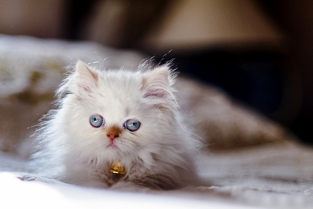 The Littlest Derp.