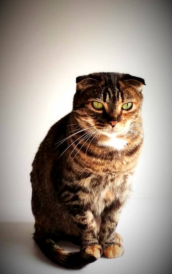 The Mama Cat