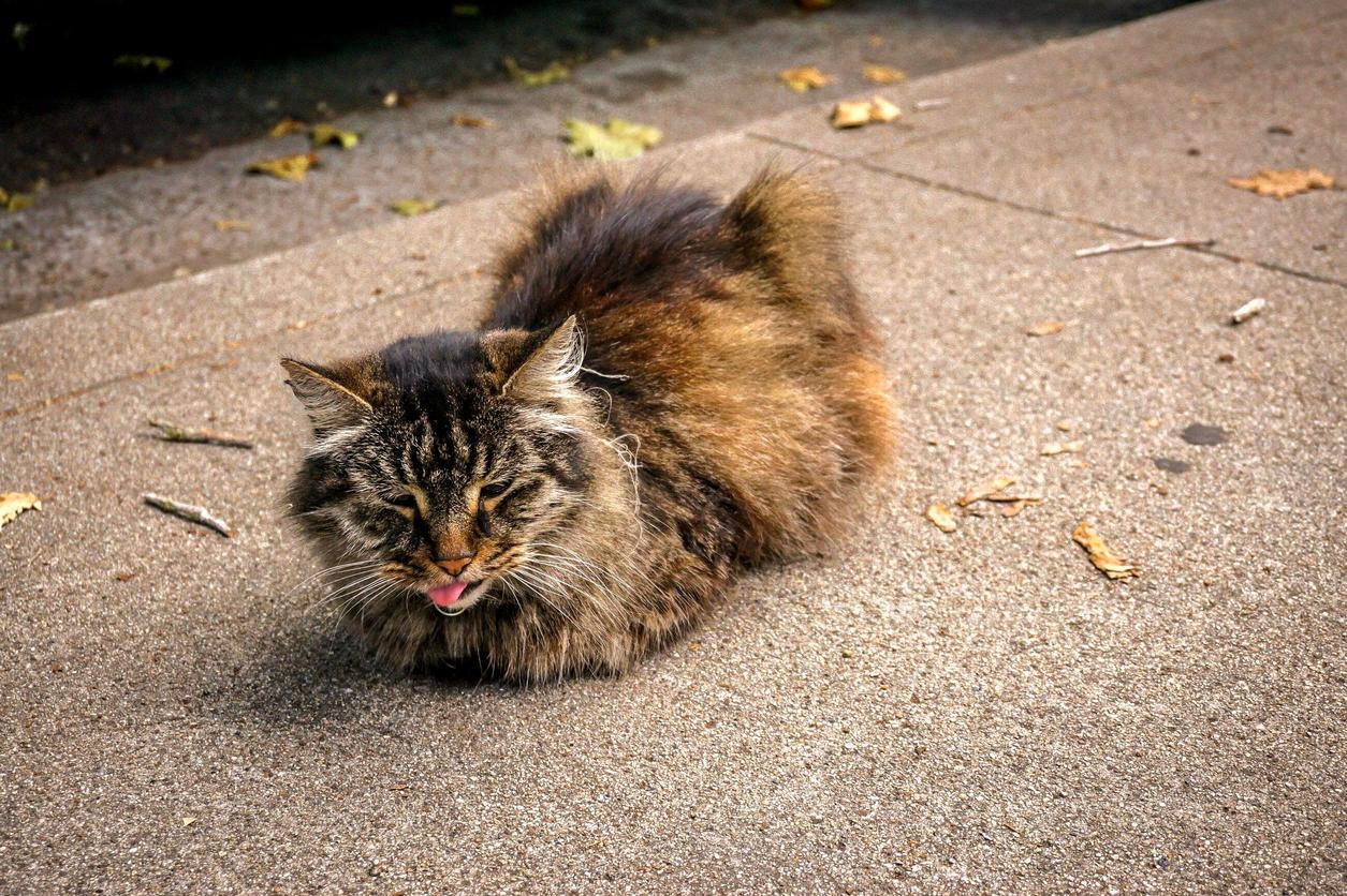 The Neighbors Friendly Cat Sits with Its Tongue Out