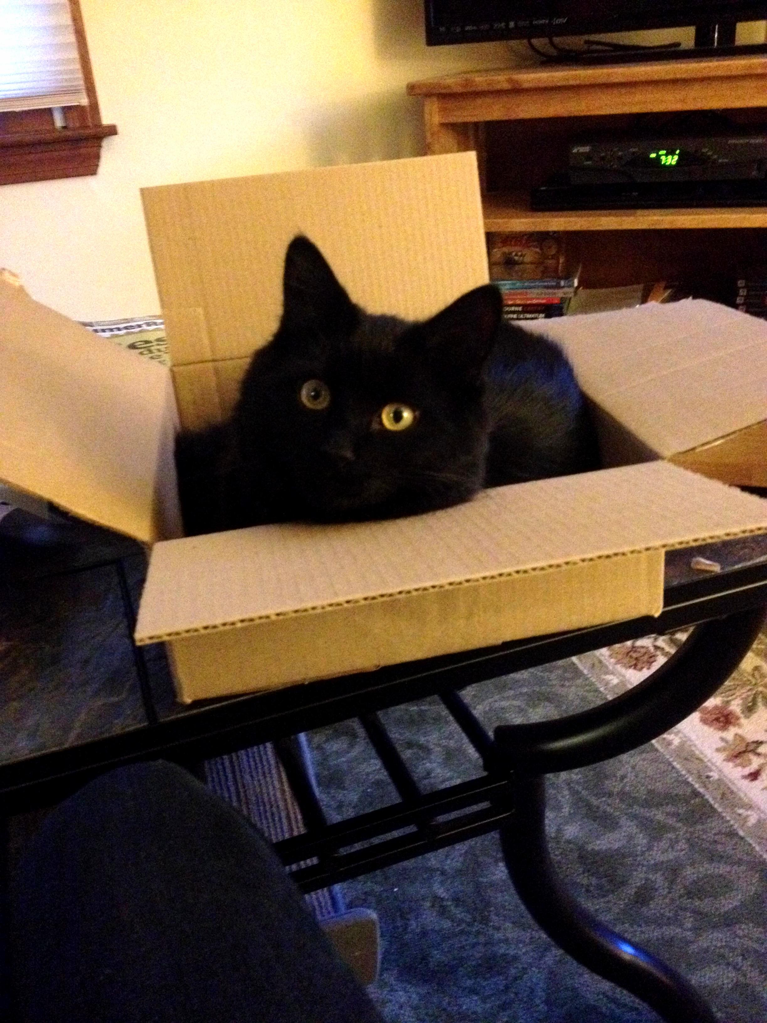 The Ollie I Ordered Finally Arrived
