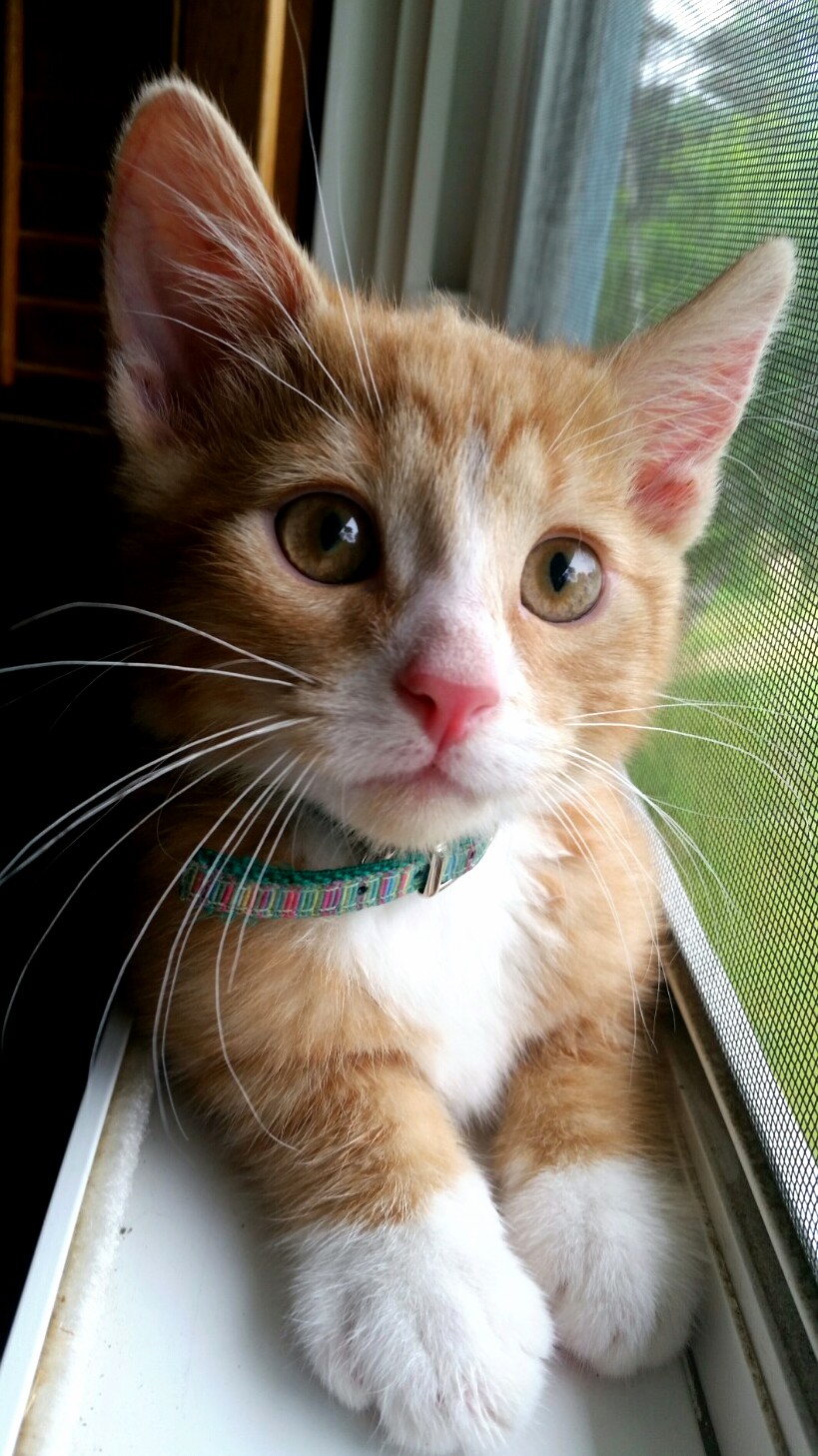 The Pink Nosed Ginger...