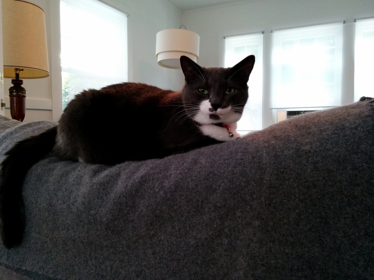 The Star of My Open House Today