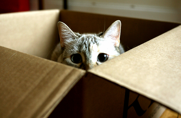 This Box Is Now Her Full-time Bed.