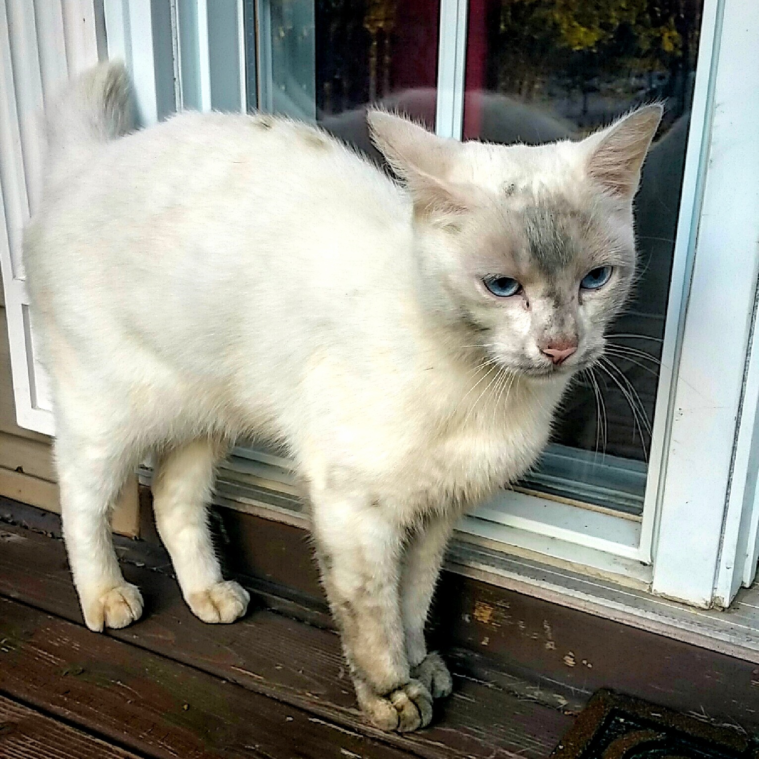 This Cat Has Been Places and Seen Things