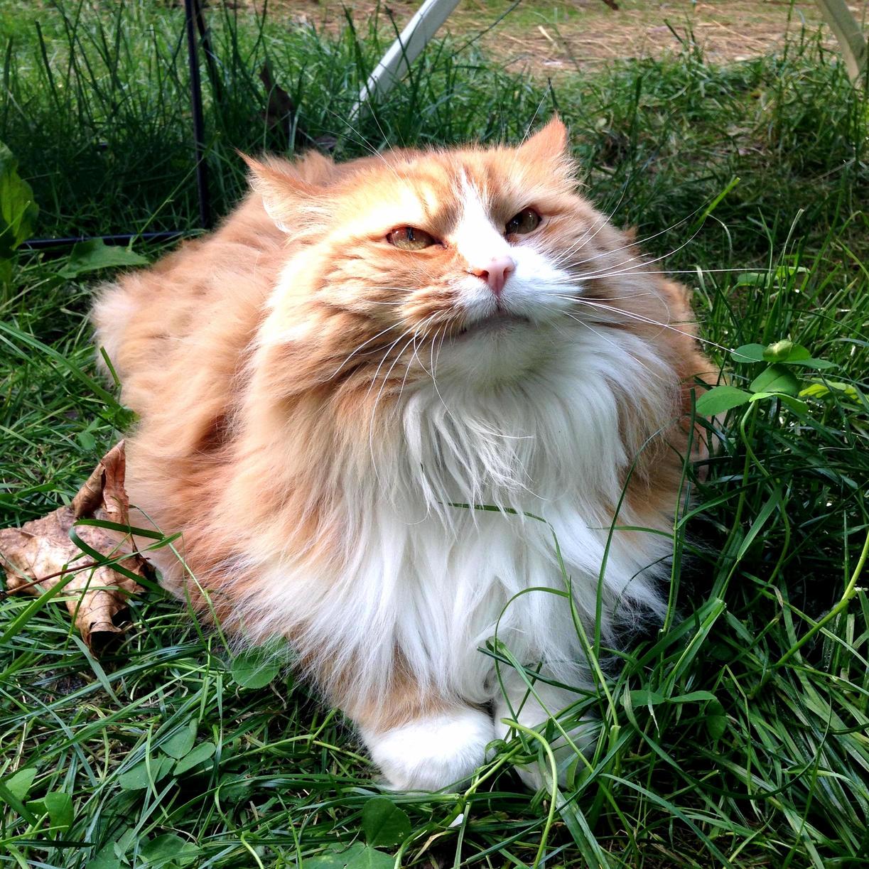 This Cat Hates the World