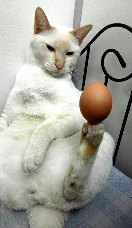This Cat Is Good at Balancing an Egg on Its Hind Leg Like a Boss