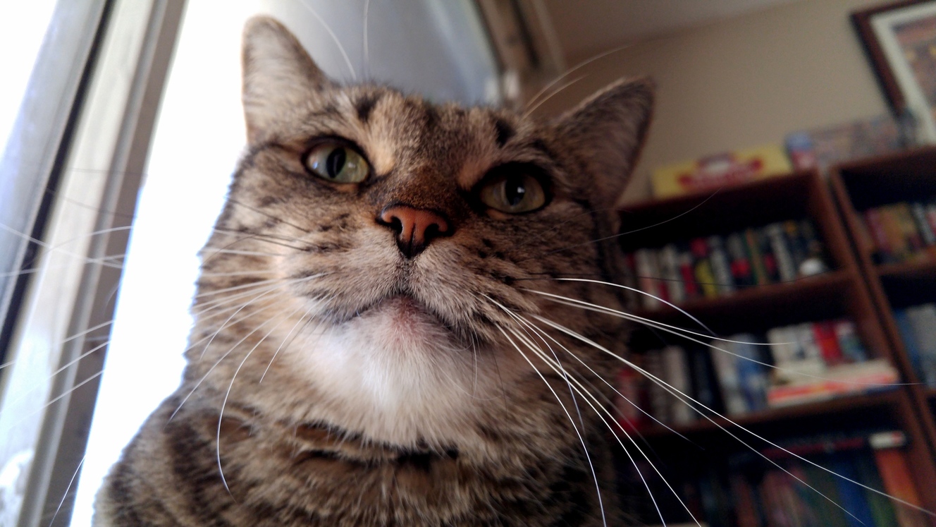This Is Leia. Shes a Cat.