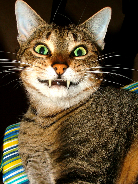 This Is Moe ... but Do We Really Need to See Cat Picture Next to the 99.9 of the Posts That Are Cat Pictures