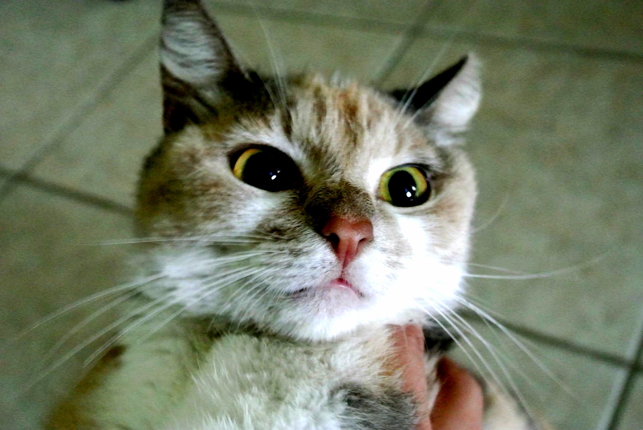 This Is My Cat a Year Ago When She Arrived Home