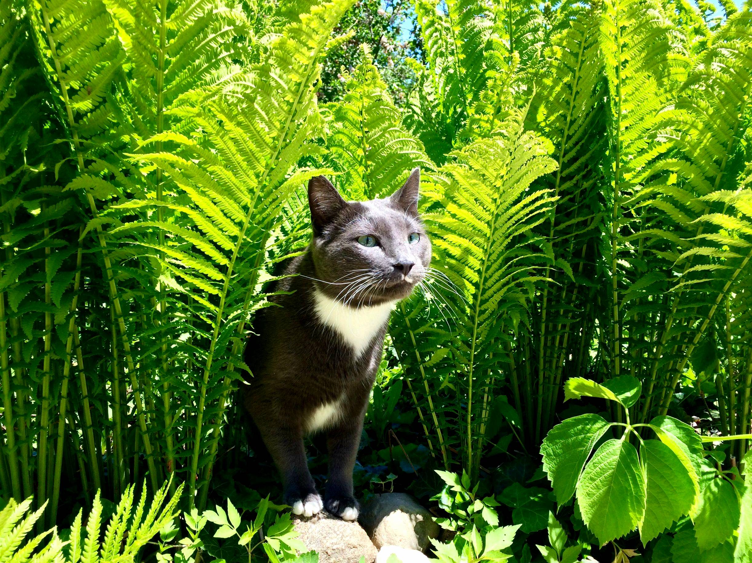 This Is My Cat Bruce Exploring the Outdoors for the First Time.