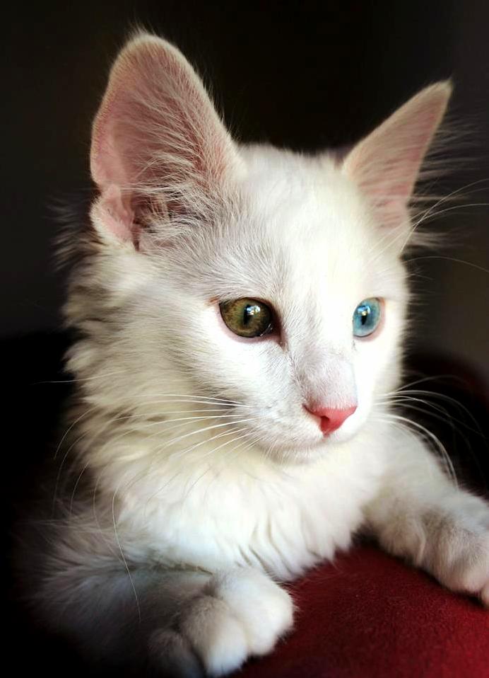 This Is My Cat Coco. He Is Now 3 Months Old.