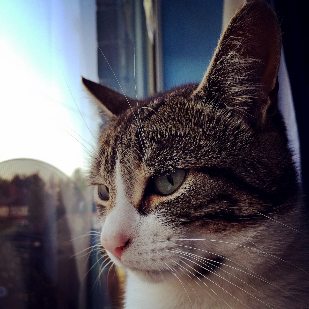 This Is My Cat. There Are Many Like It but This One Is Mine
