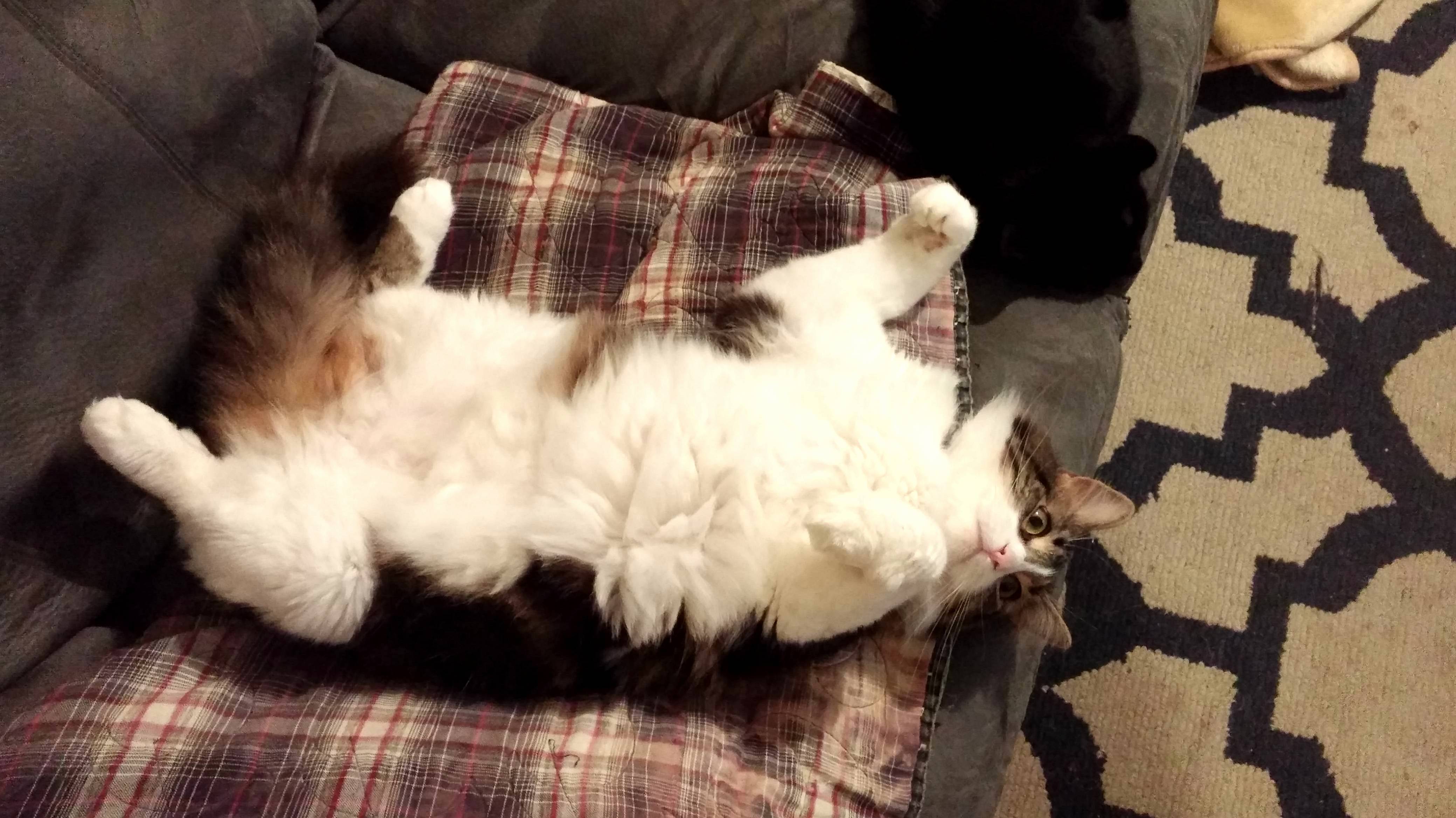 This Is Shagga. I Think He Was Daring Me to Rub His Belly.