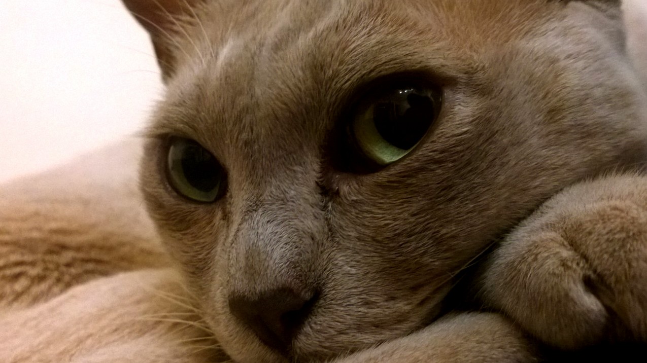 This Is the Neighbours Beautiful Burmese He Visits Every Night.