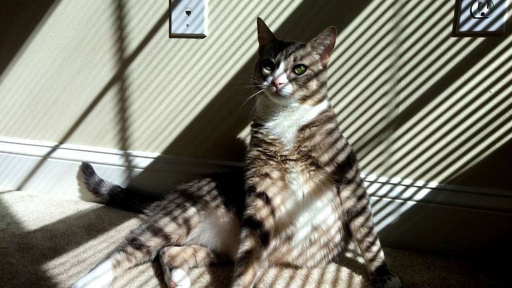 This Is Tibs. but Why Cat Models