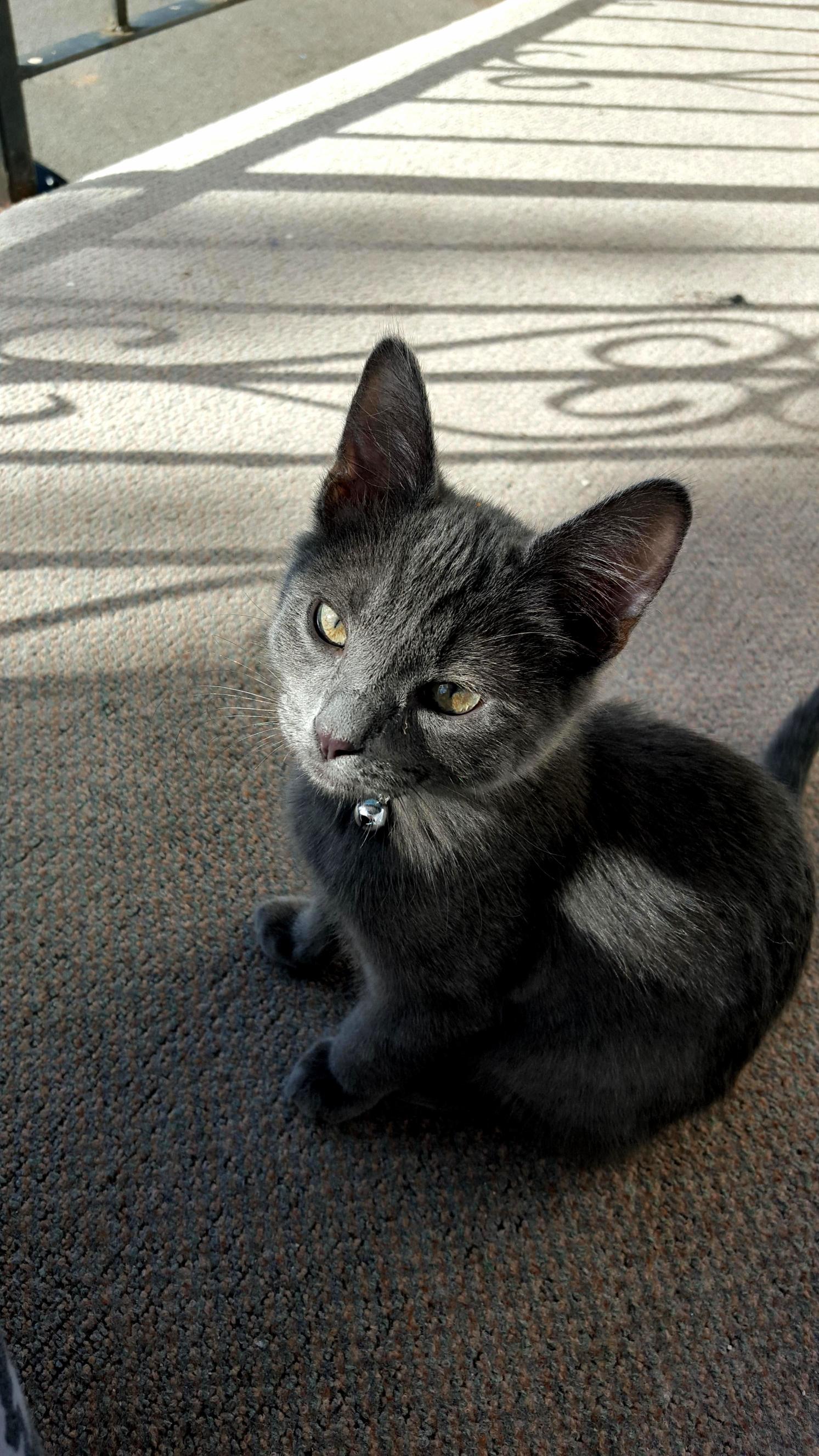 This Little Cutie Pie.