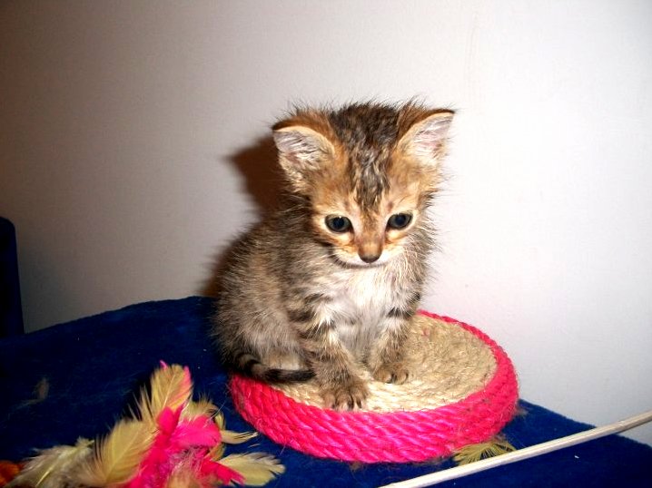 This Little Guy Came Into the Clinic Today.