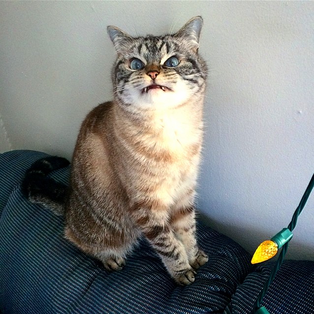 This Satisfied Face