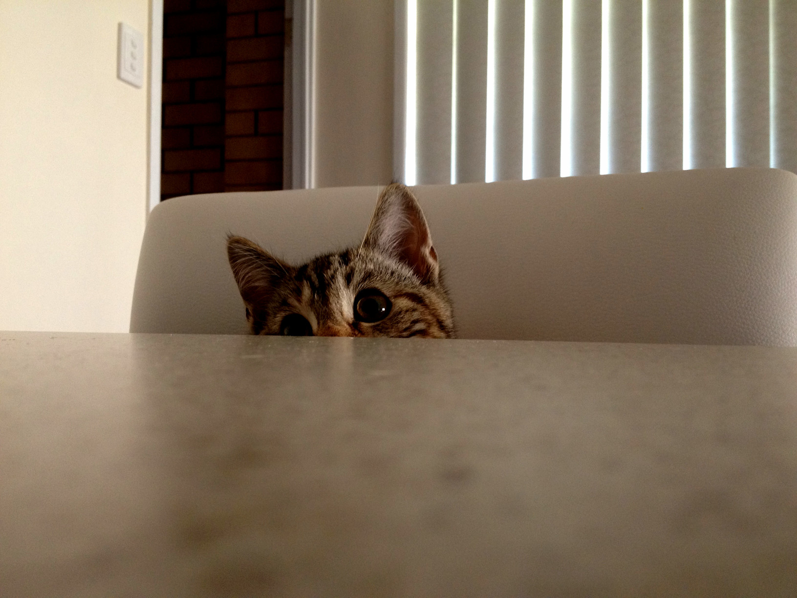This Sweet Cat Is Also Healthy and Will Likely Cause Mischief Later.