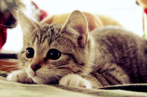Those Big Eyes