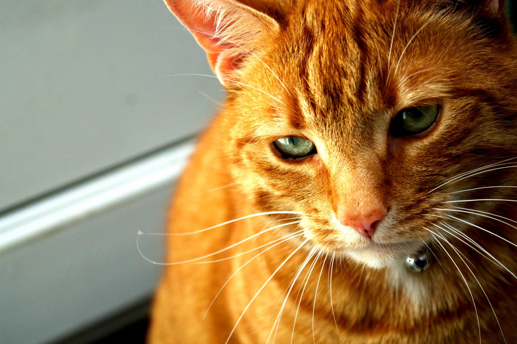 Thoughtful Gus