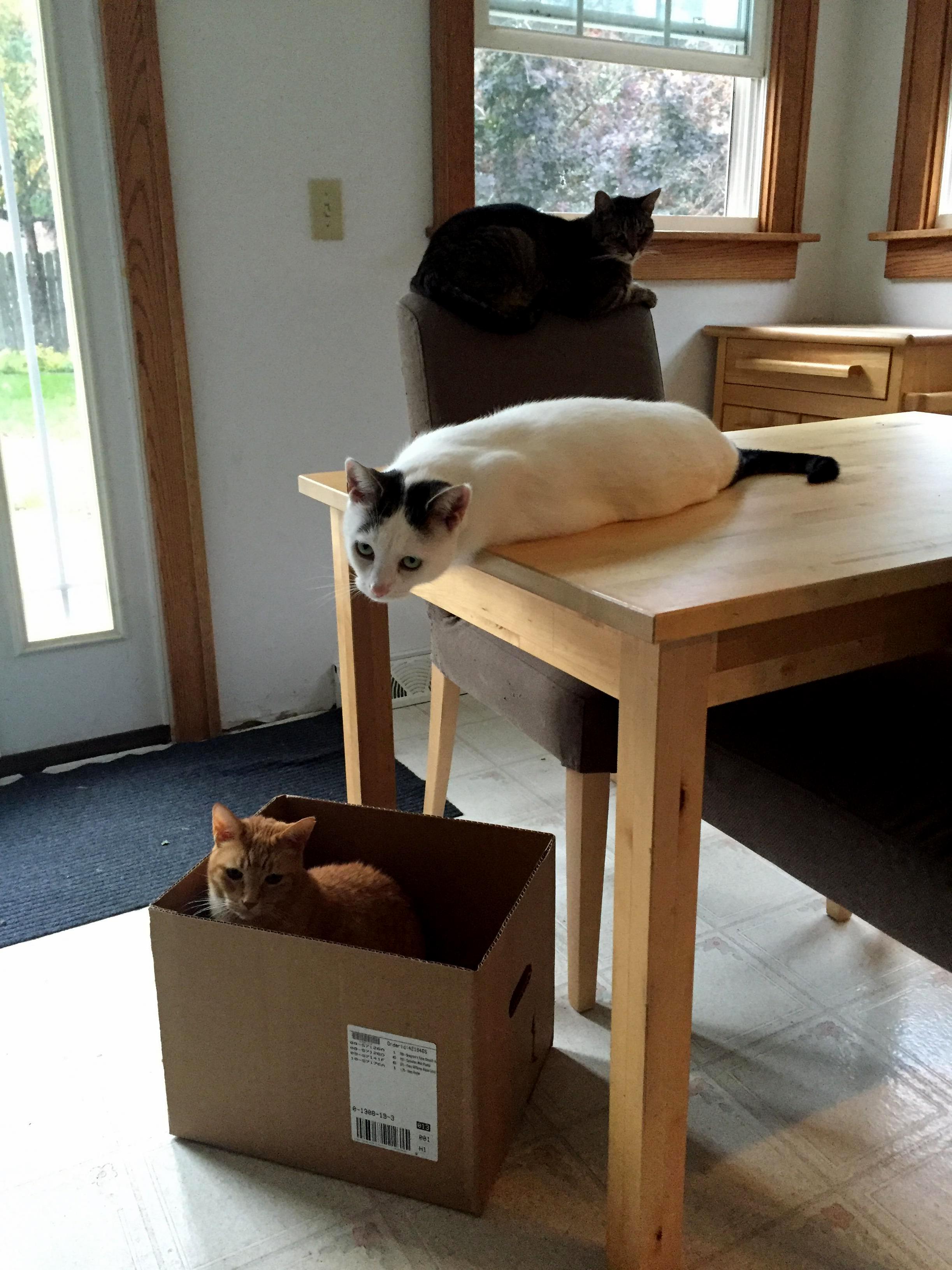 Three Levels of Cat