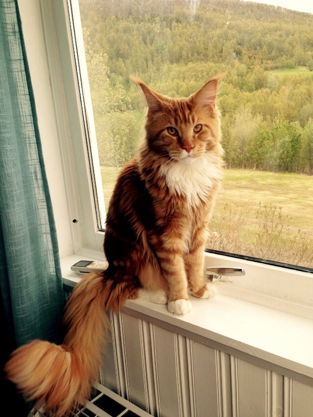 Tiny Lion