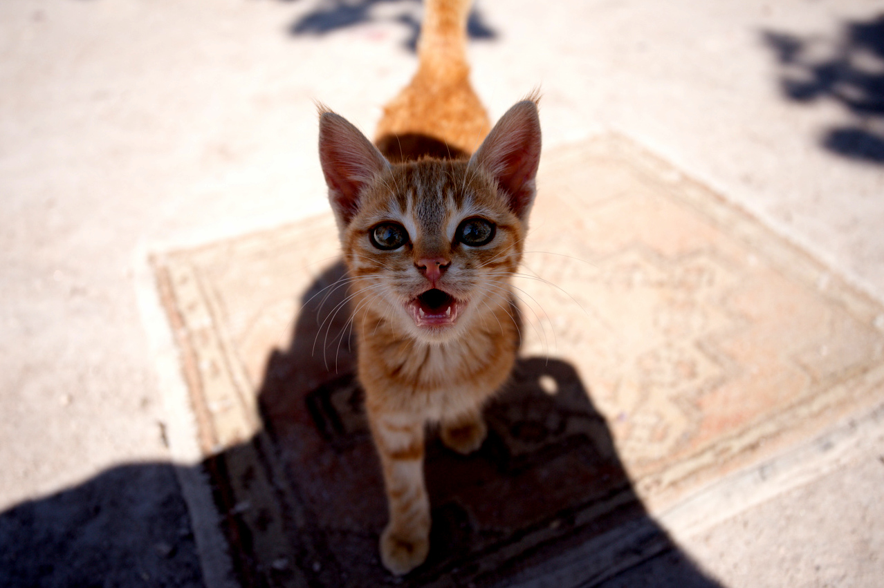 Tiny Turkish Kitten on a Tiny Turkish Rug...