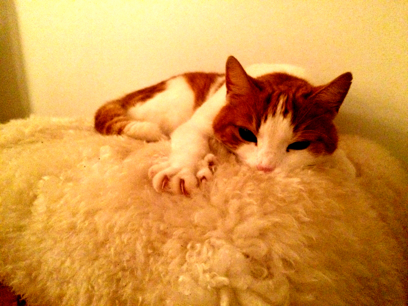 Tobbi and His Fur