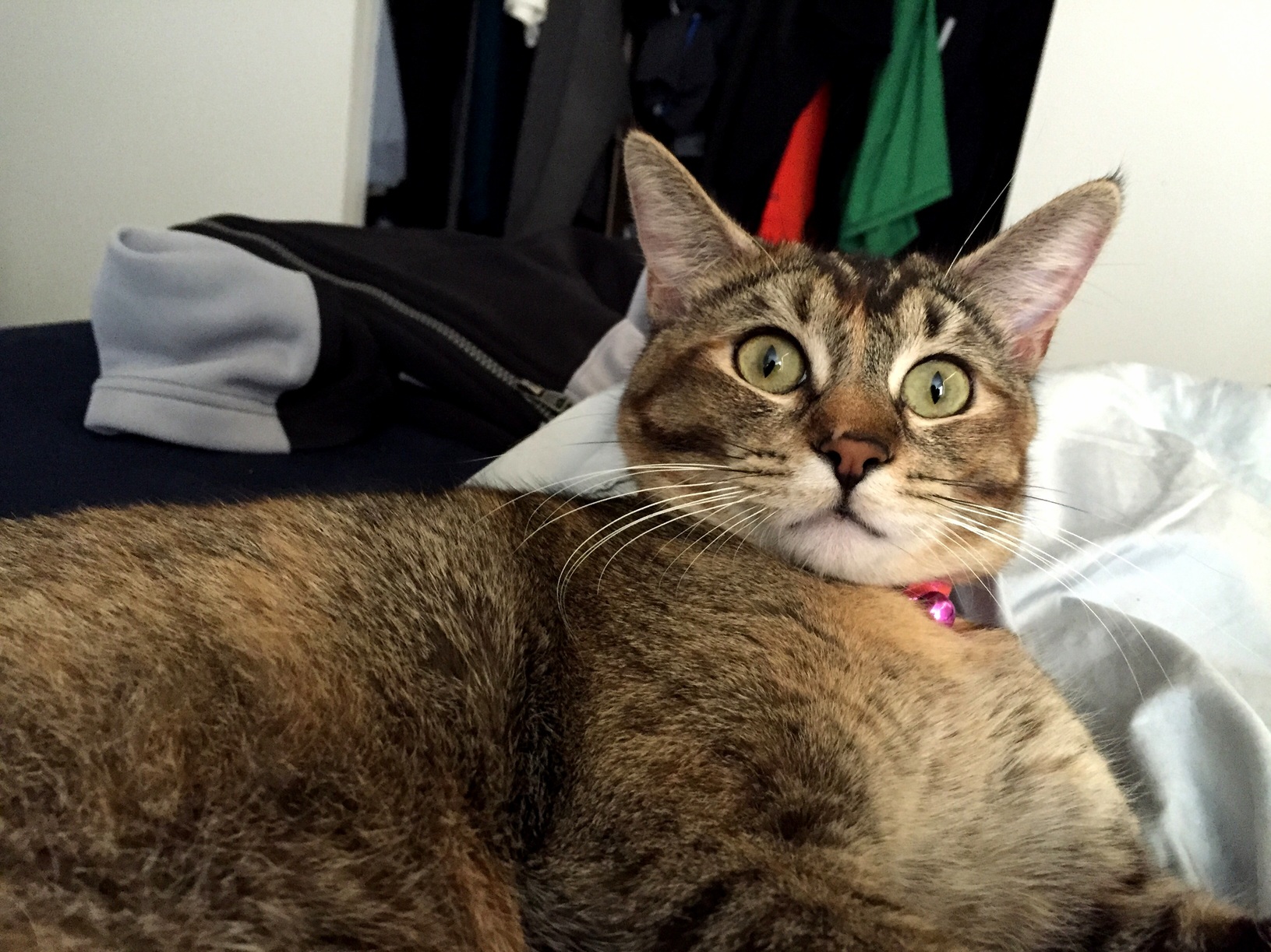 Told My Cat Is Dying