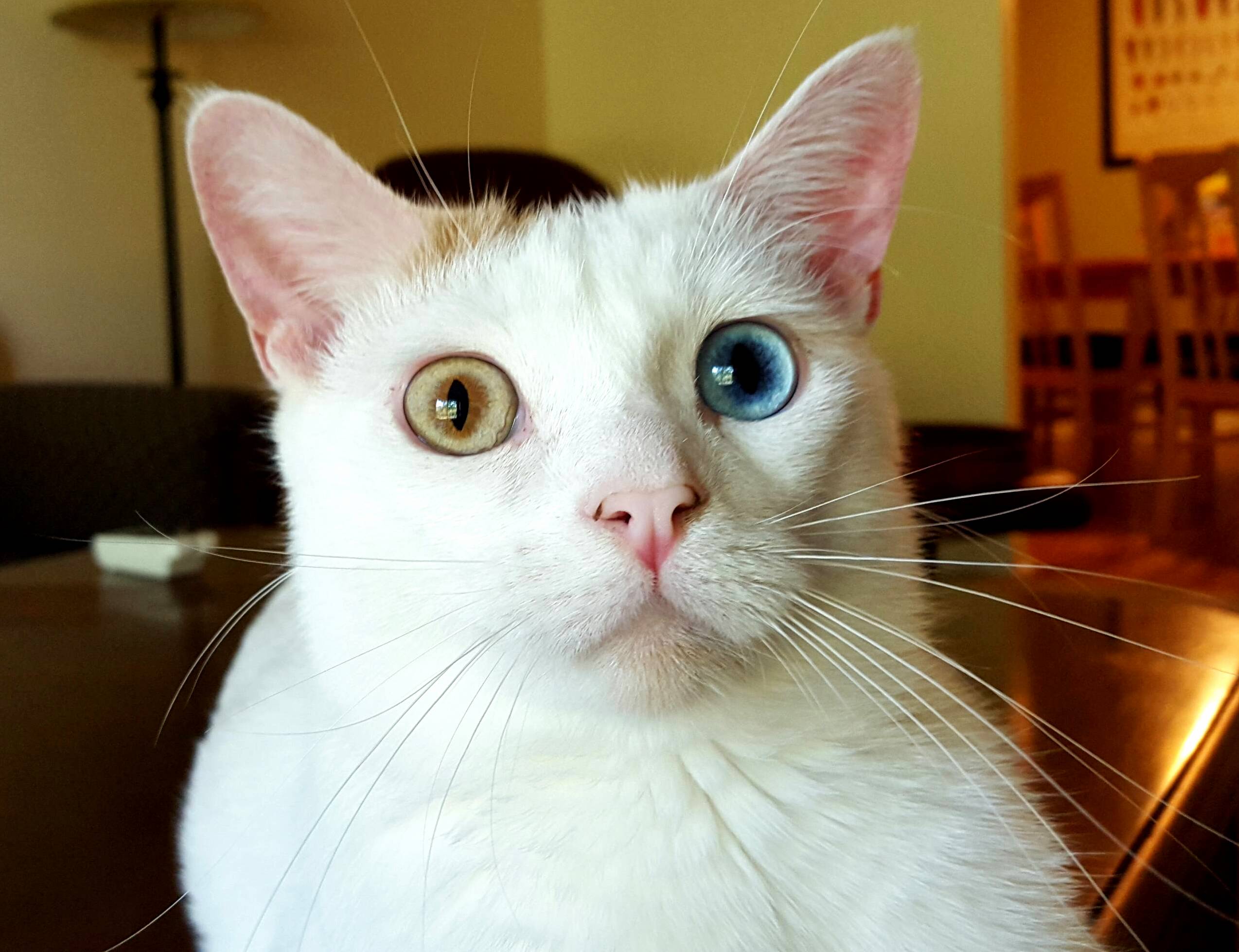 Turkish Van Eyes