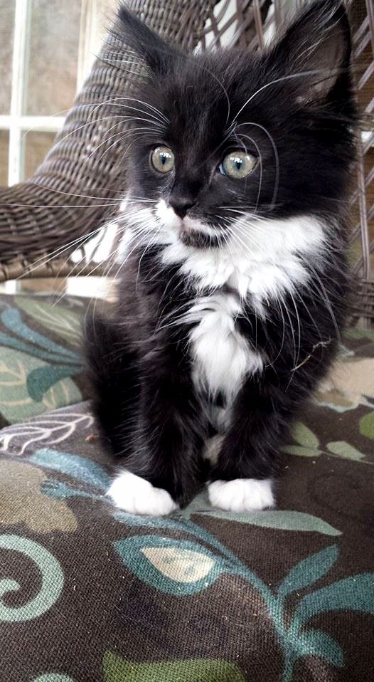 Tuxedo Cat