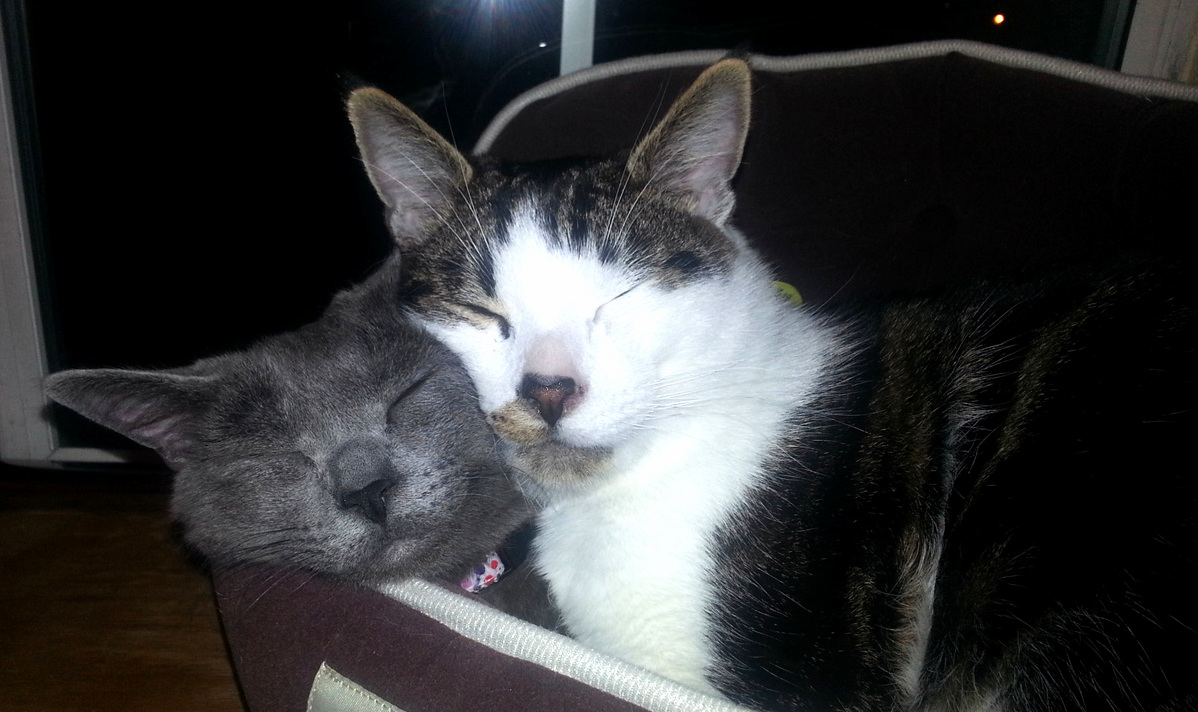Two Conked Out Kitties