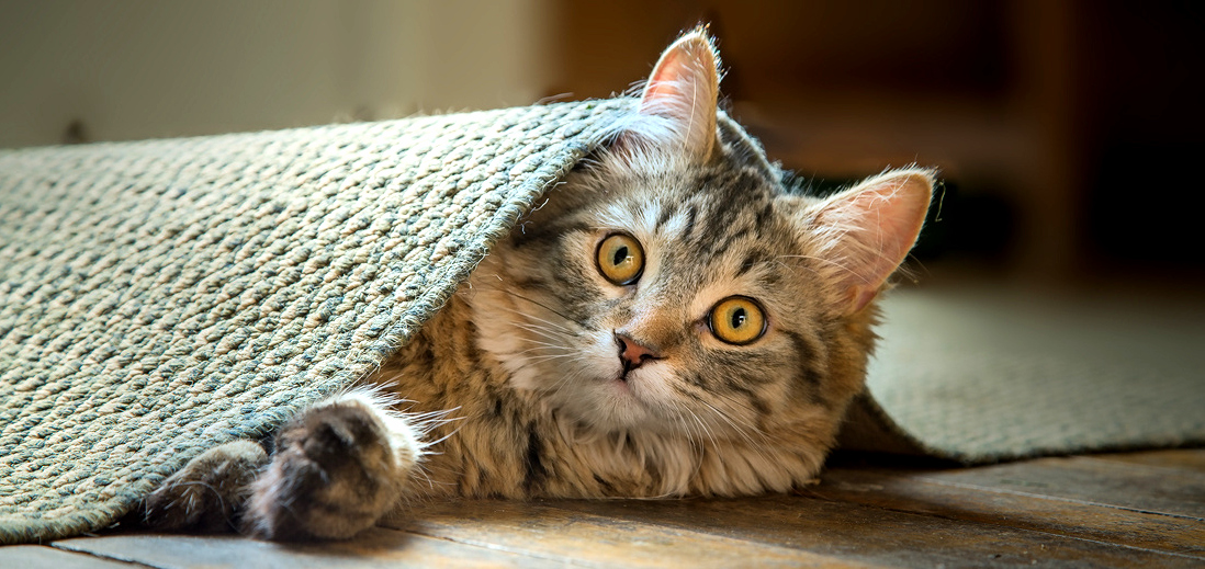 Under the Carpet