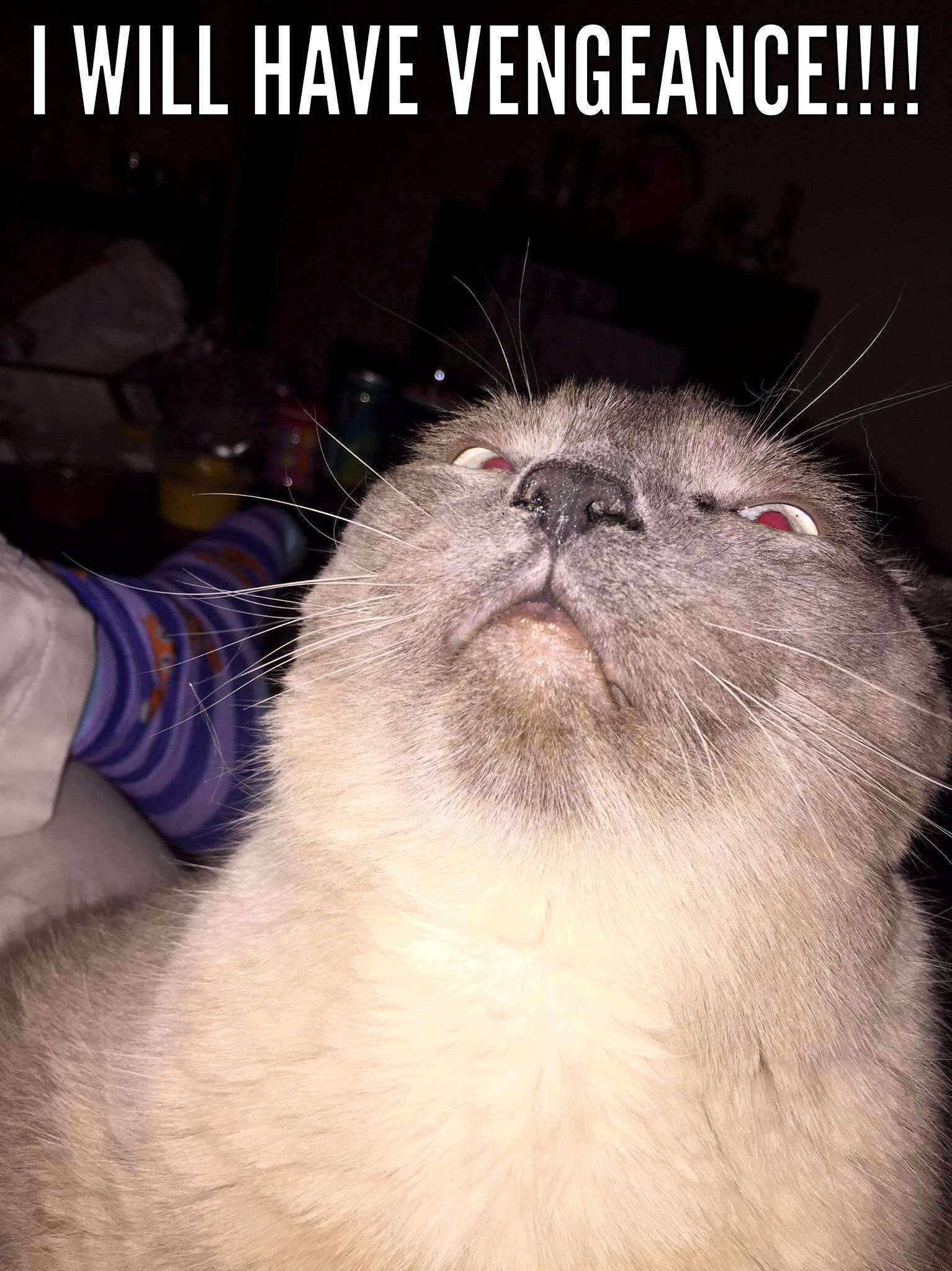 Vengeance Cat