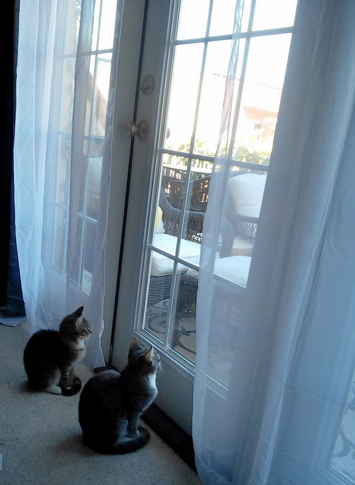 Vidar Devana Planning an Escape Out My Condo