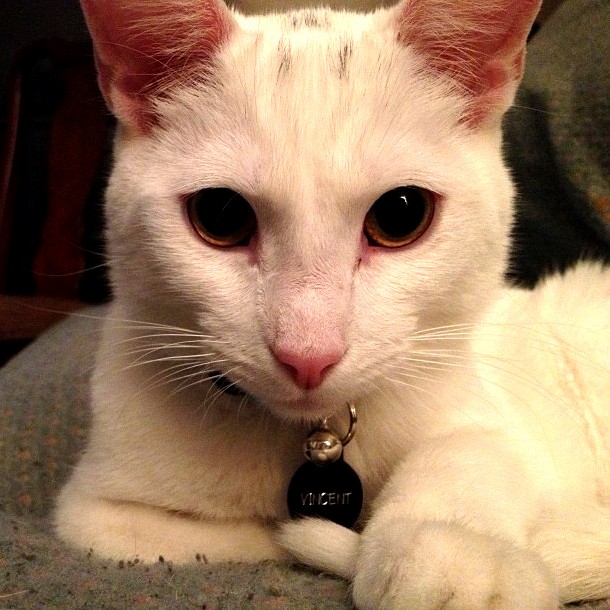 Vincent Looking Handsome