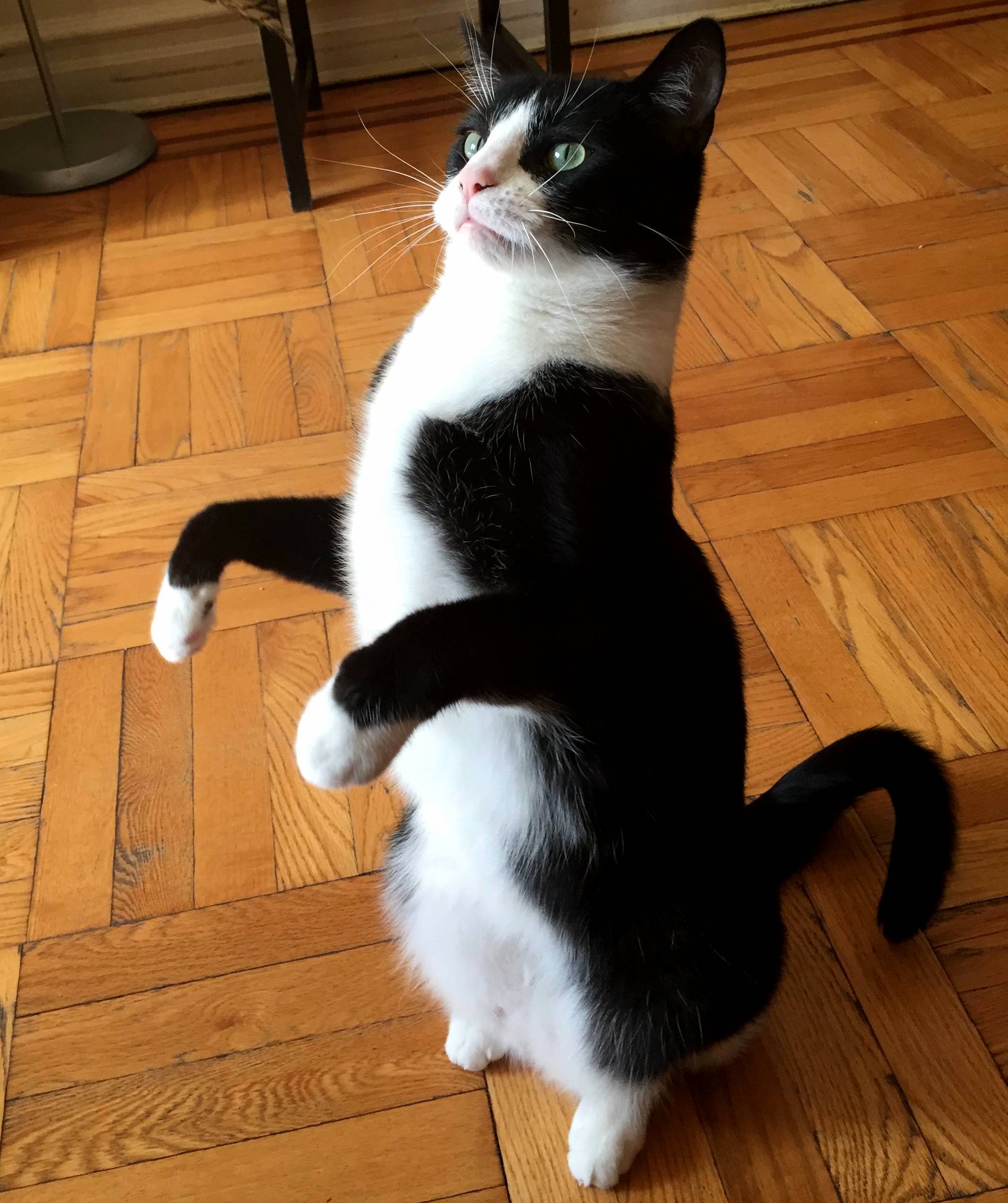Walk Like a Human Talk Like a Human