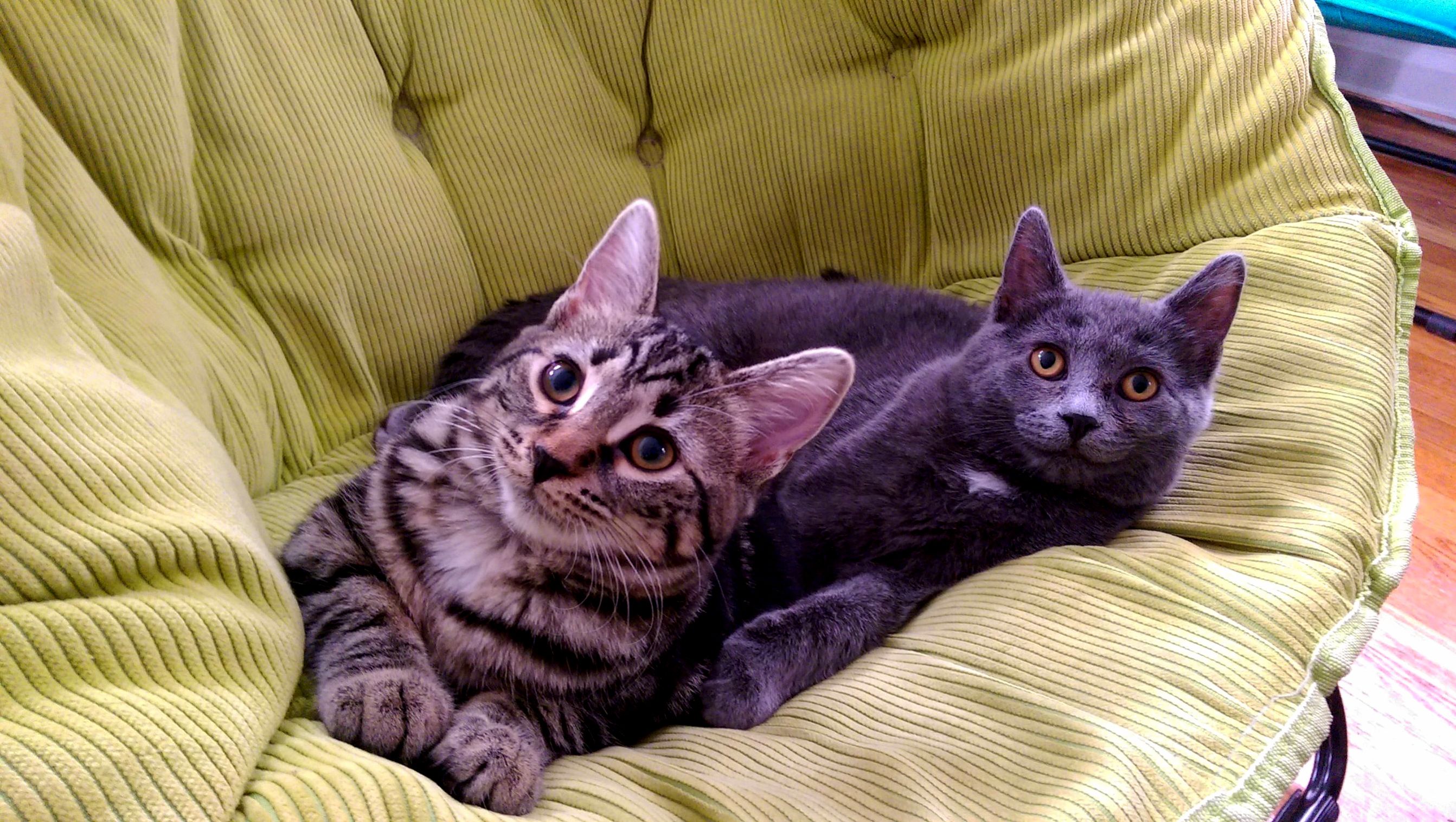 Walked in for 1 and Came Out with 2. Meet Vala and Mira