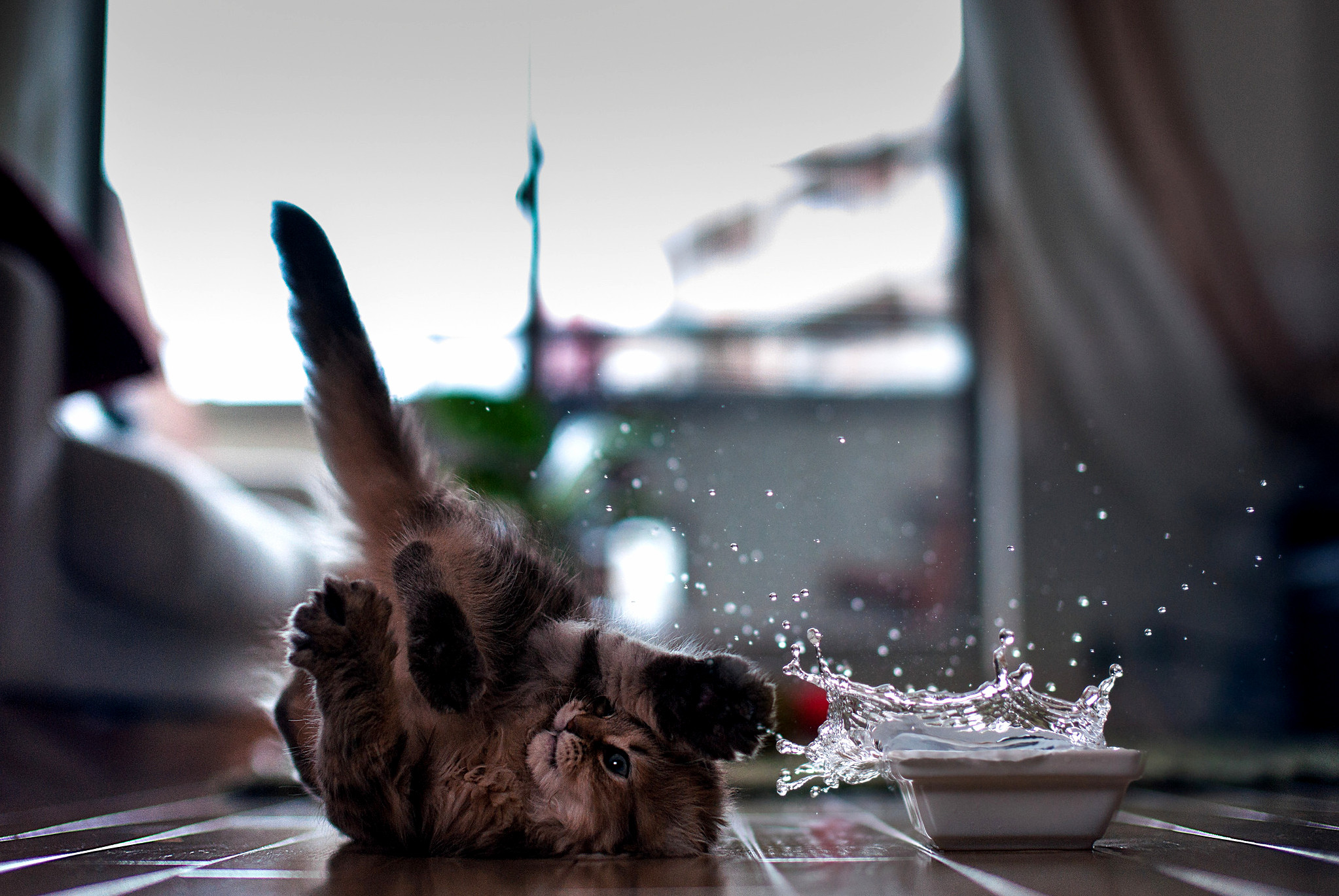 Water and Cats They Wont Mix