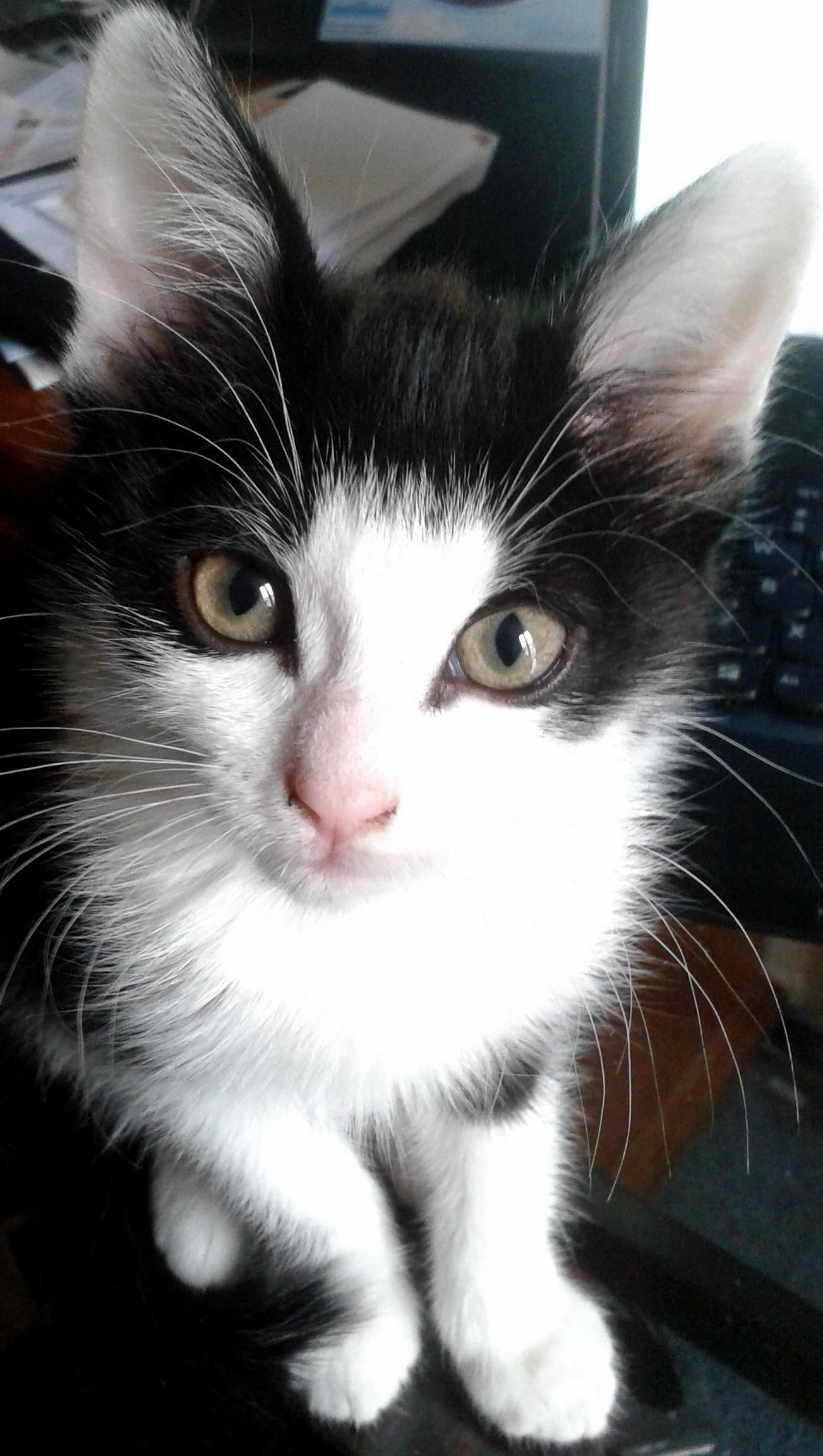 We Adopted Little Curie Last Saturday
