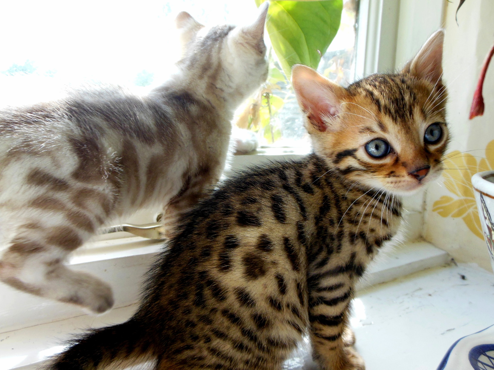 We Breed Bengals - These Are the Latest Babies
