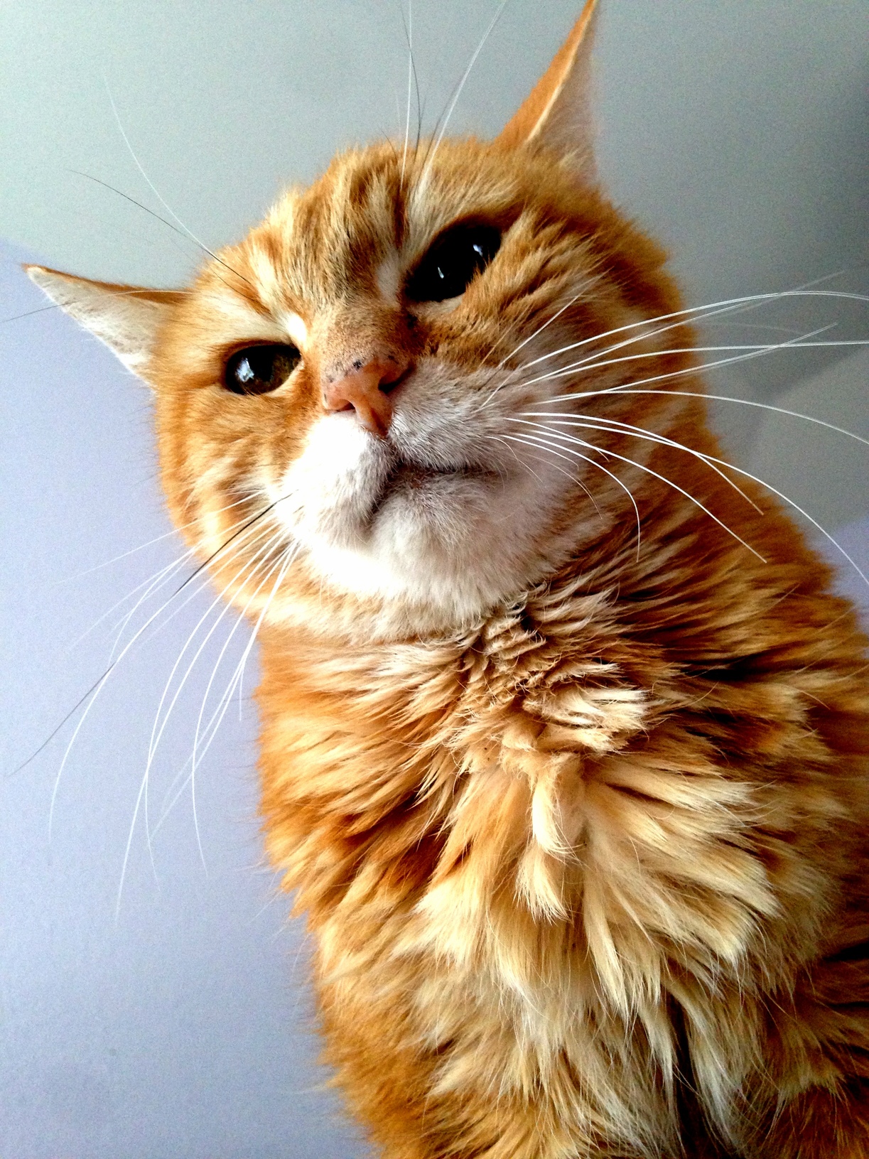 We Rescued 18 Year Old Pumpkin from a Shelter a Month or So Ago and He Owns the Place Now.
