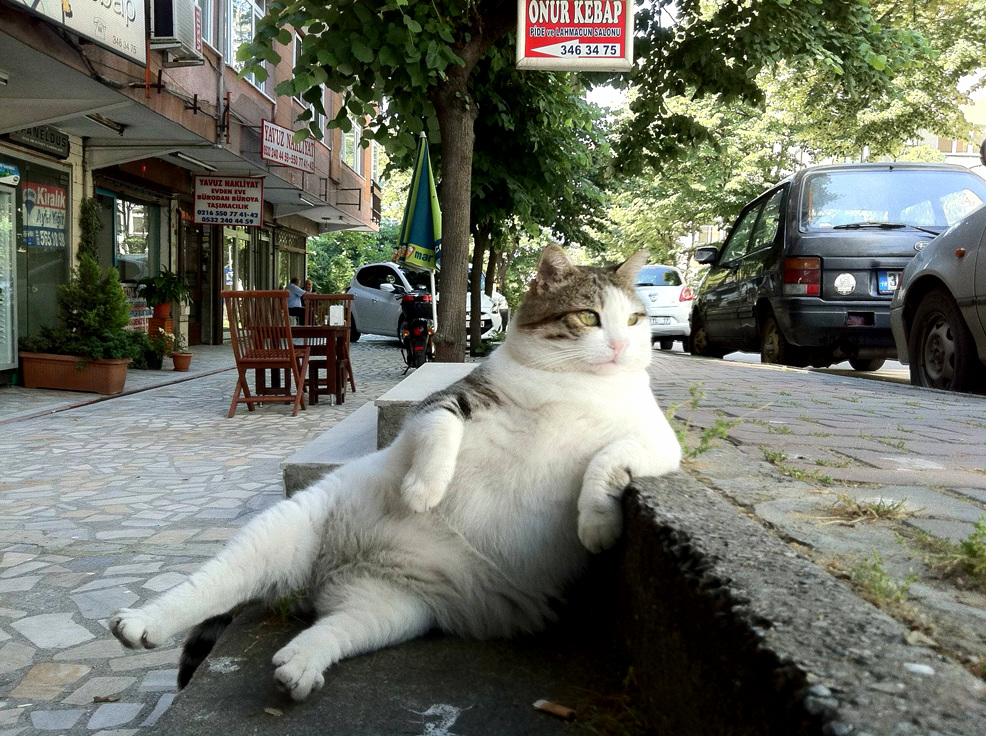 Welcome to My Street