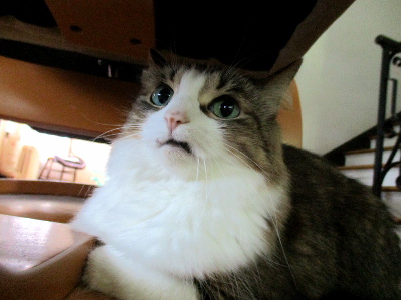 What a Horrified and Slightly Disgusted Look My Cat Has...