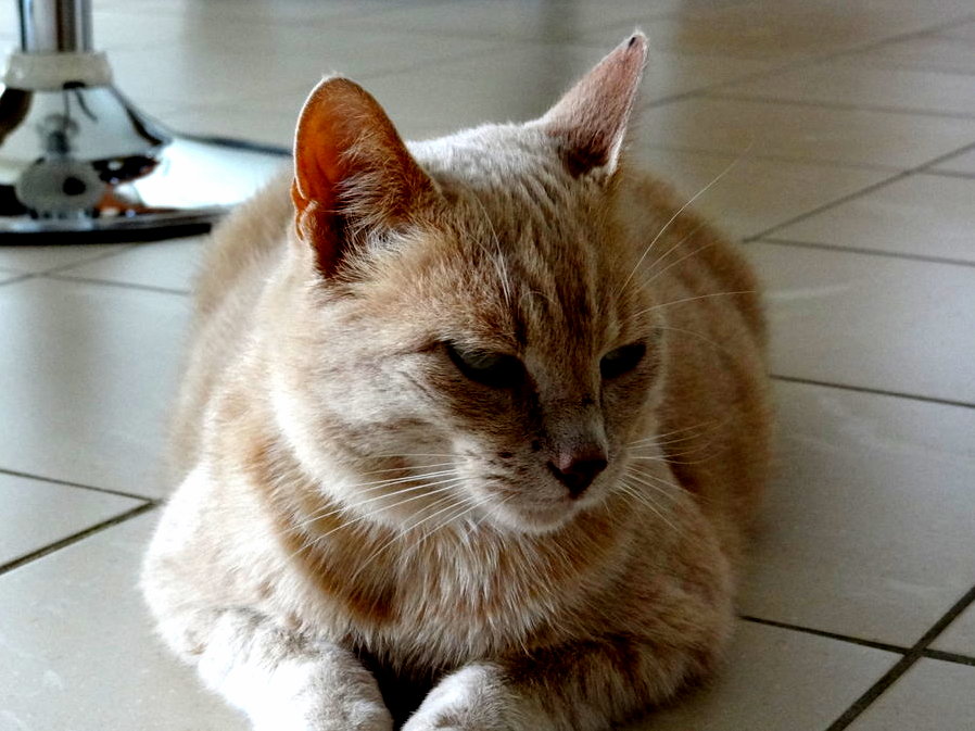 What Breed of Cat Is This
