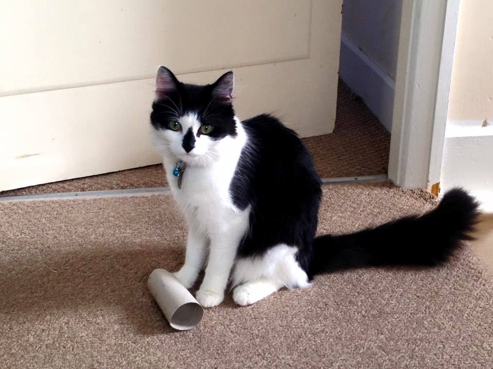 What Breedmix Do You Think My Cat Is Please